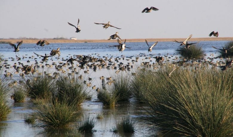 Bahar Yağmurları Kuş Popülasyonunu Artırdı Bahar Aylarının YağışlıGeçmesi, Kızılırmak Deltası Kuş Cenneti'nde Kuş Popülasyonunu Artırdı - Türkiye'nin önemli sulak alanlarından olan Samsun'un Bafra ilçesinde 'Kuş Cenneti' olarak bilinen Kızılırmak Deltası'nın bahar aylarında yoğun yağmur alması kuş popülasyonunu arttırdı.
