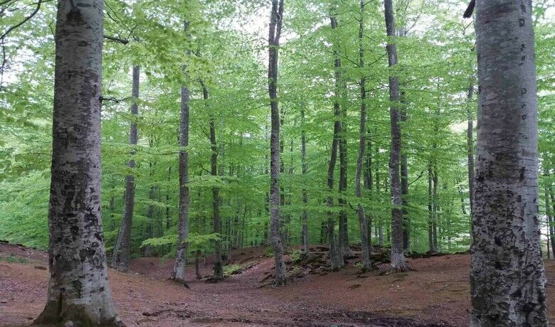 Samsun’a 102 milyon TL’lik orman yatırımı
 - Amasya Orman Bölge Müdürlüğü tarafından Samsun’a bu yıl 102,5 milyon TL’lik yatırım yapılacak.