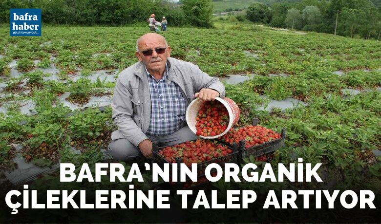 Bafra’nın organik çileklerine talep artıyor